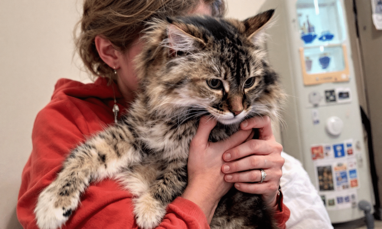 Perché il tuo gatto ti ha scelto? Ecco 4 segreti che non puoi ignorare!