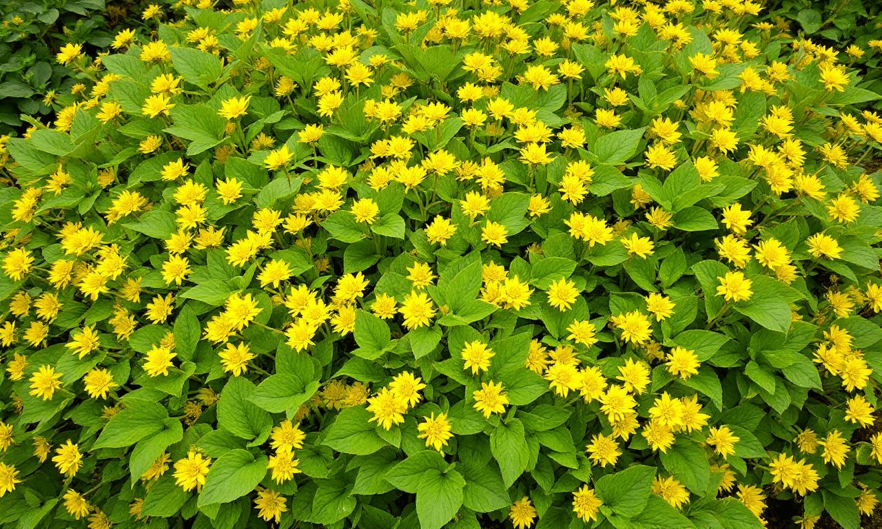 Il coprisuolo giallo che cresce veloce e piace a tutti